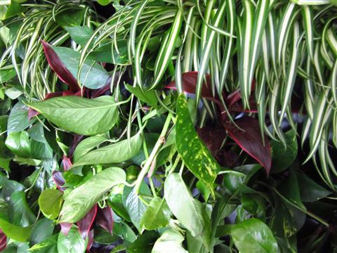 Grădină verticală cu plante naturale – Iancu Nicolae, foto 8 din 26